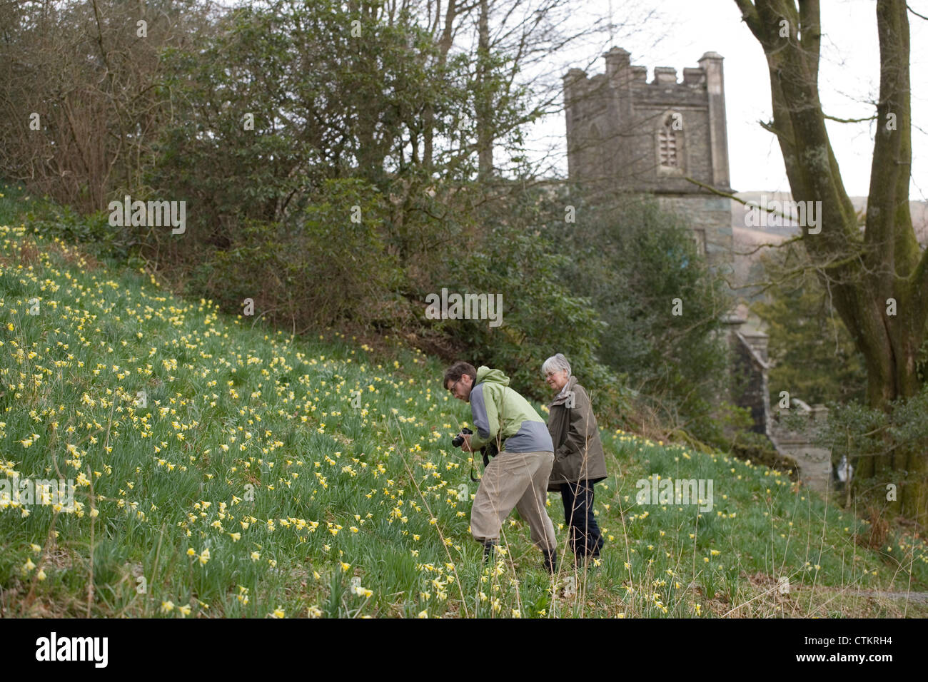 Daffodils (Narcissus pseudonarcissus).'A host of Golden Daffodils'. William Wordsworth. St. Mary's Church Dora's Field, Rydal Stock Photo