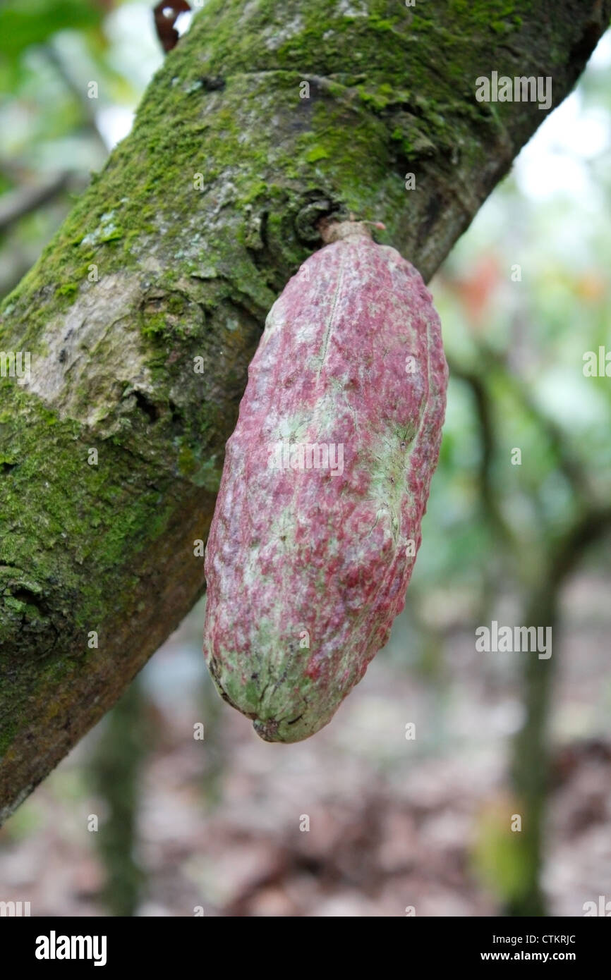 Cacao plantation Stock Photo
