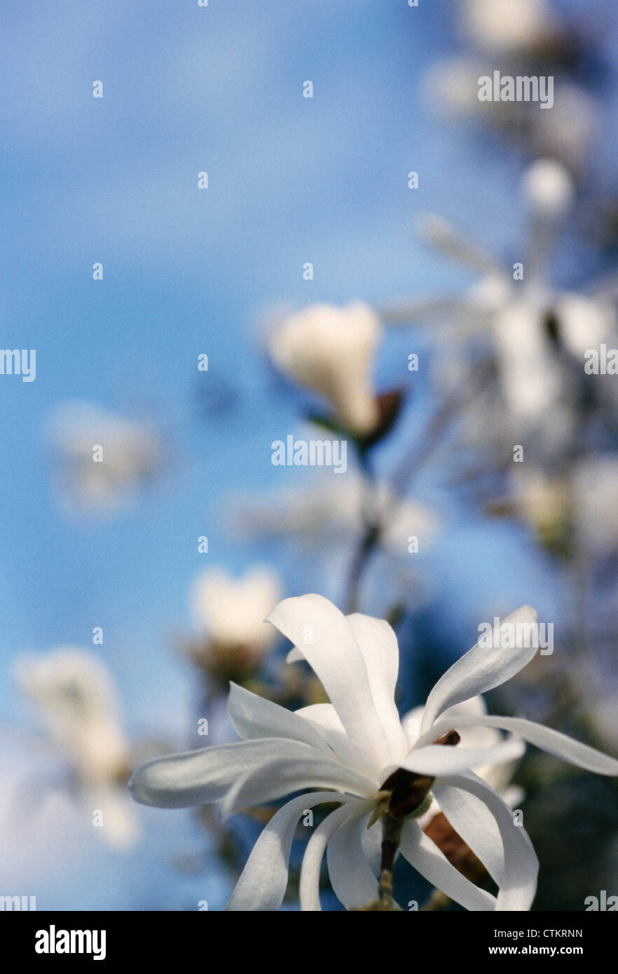 Star magnolia tree hi-res stock photography and images - Alamy