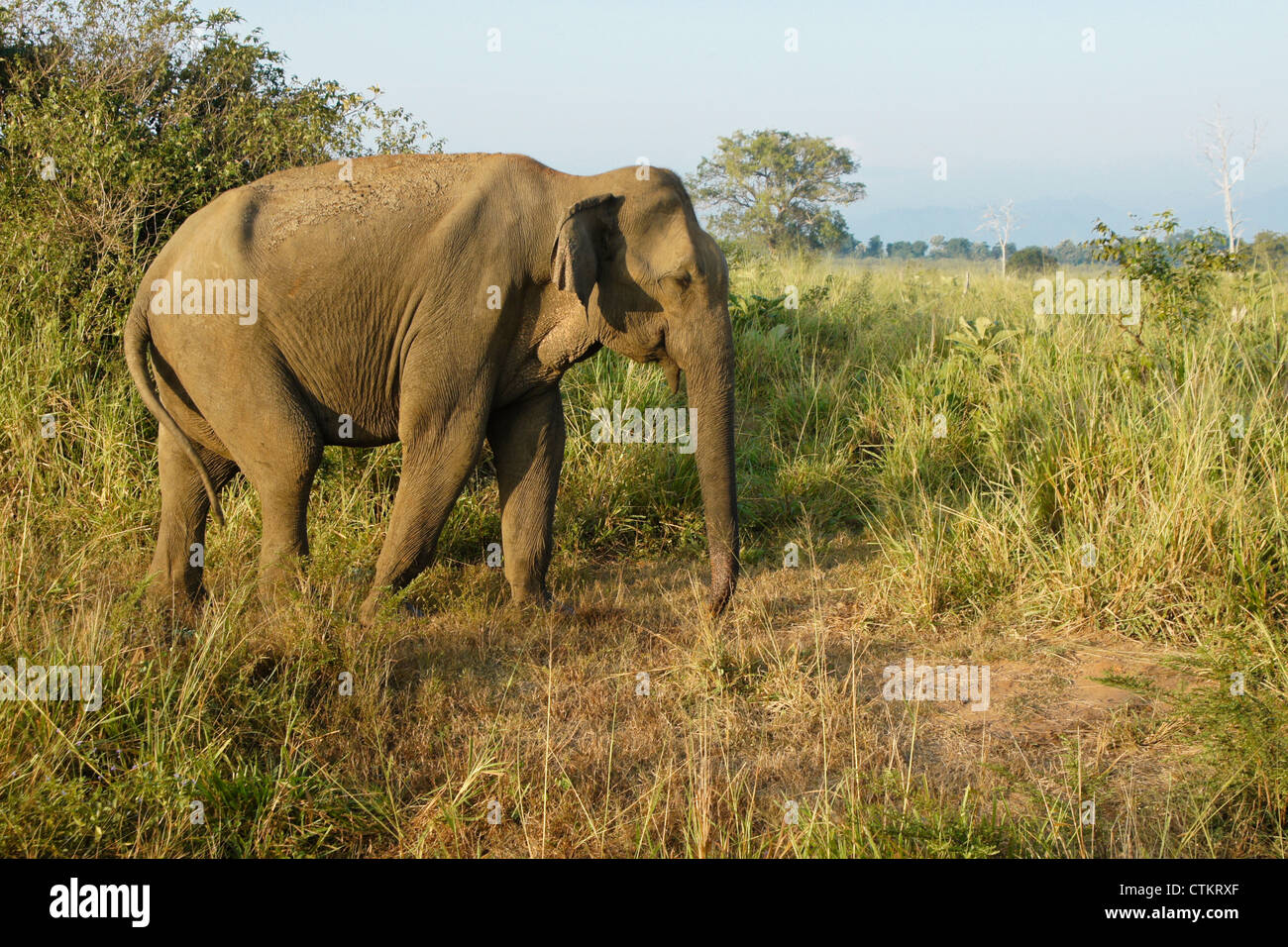 Asian elephant in Uda Walawe National Park, Sri Lanka Stock Photo