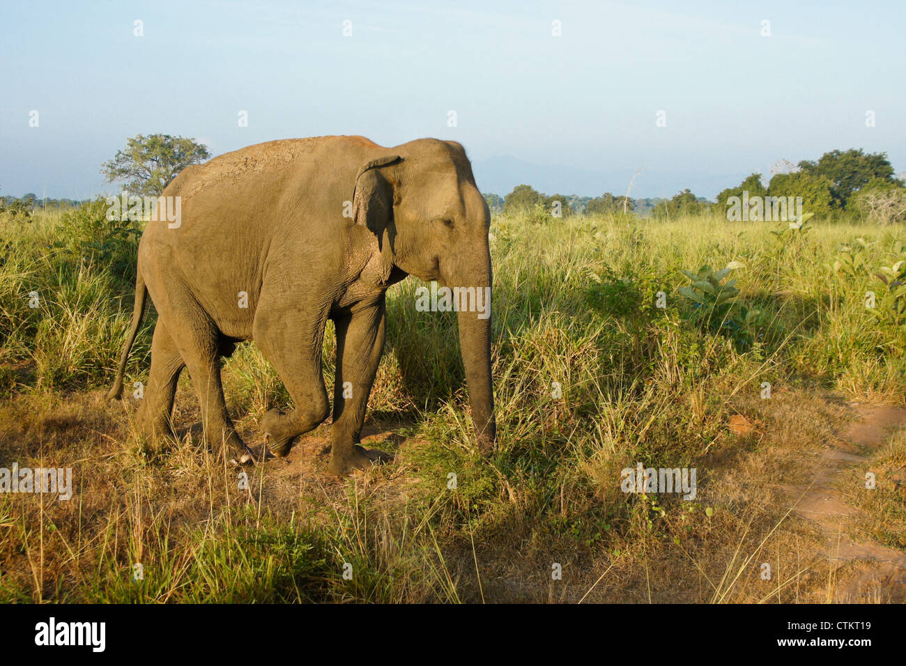 Asian elephant in Uda Walawe National Park, Sri Lanka Stock Photo