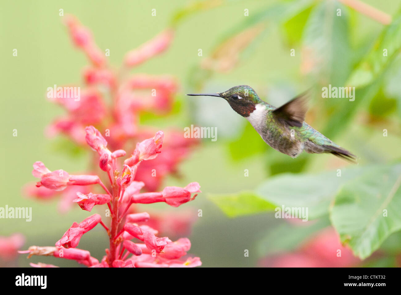 Ruby-throated Hummingbird bird hovering in Red Buckeye Tree Flowers blooms blossoms Stock Photo