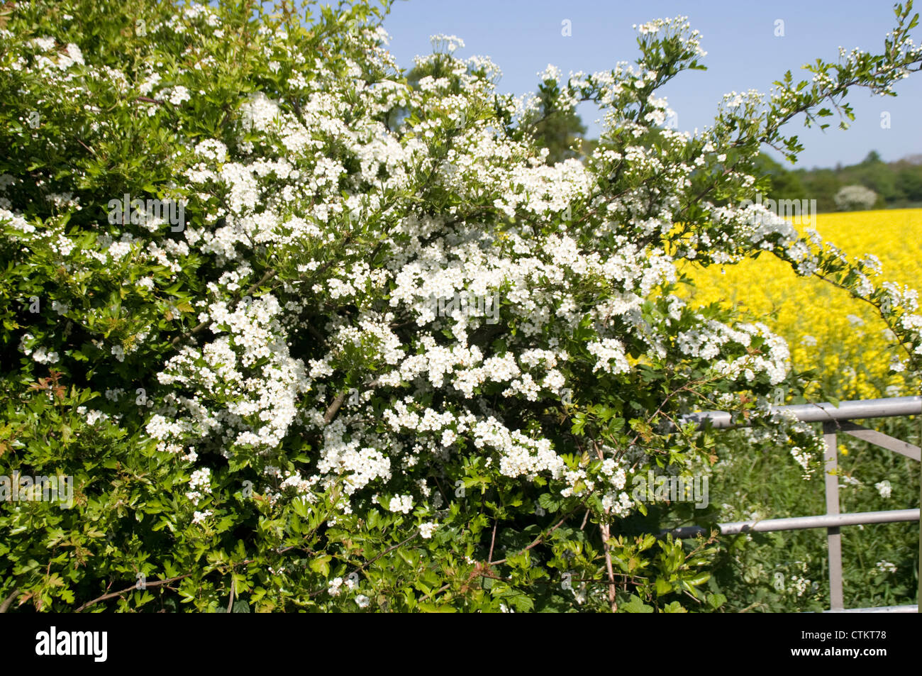Hawthorn blossom May Shropshire England UK Stock Photo Alamy