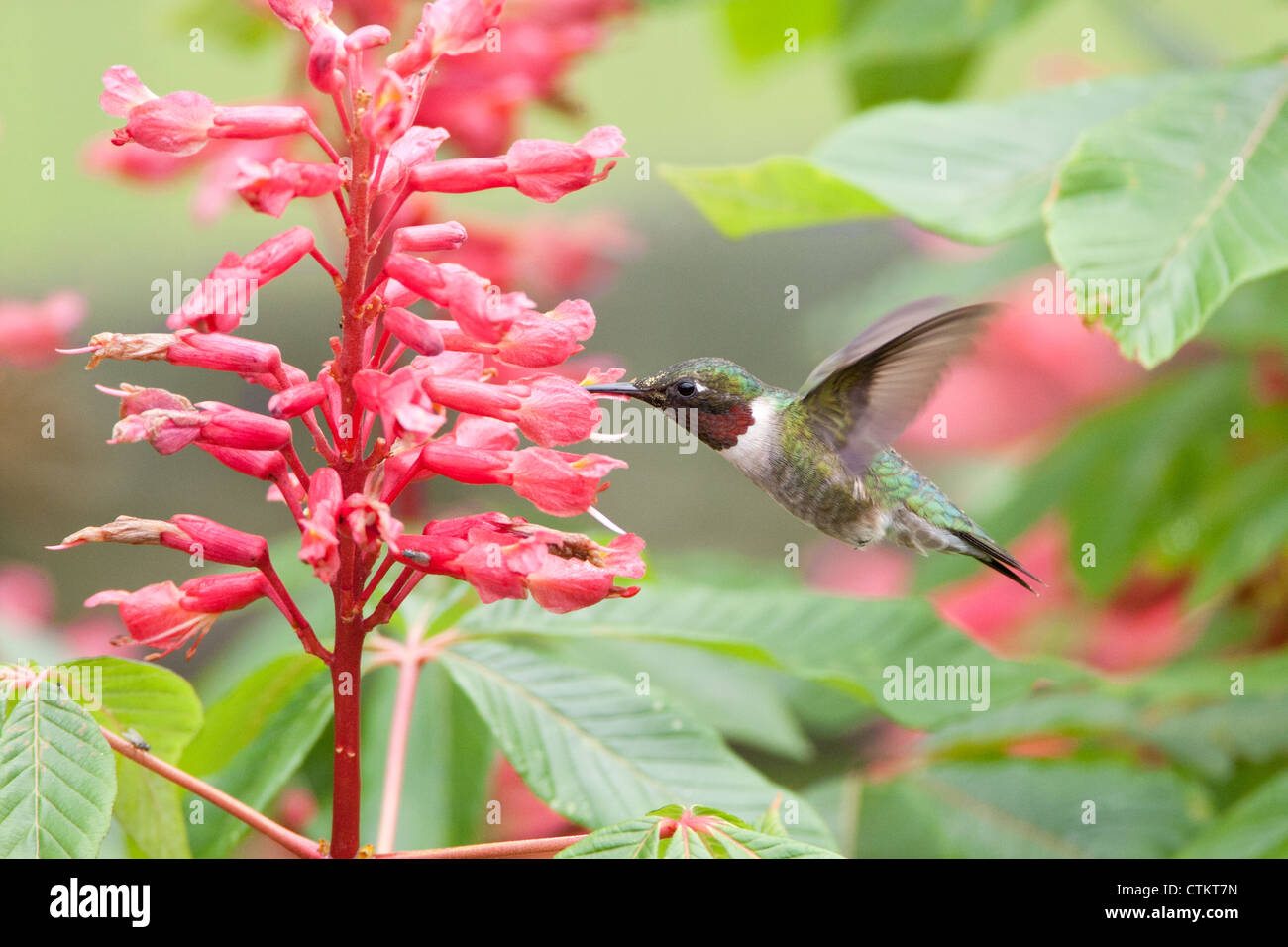 Ruby-throated Hummingbird bird seeking nectar from Red Buckeye Tree Flowers blooms blossoms Stock Photo