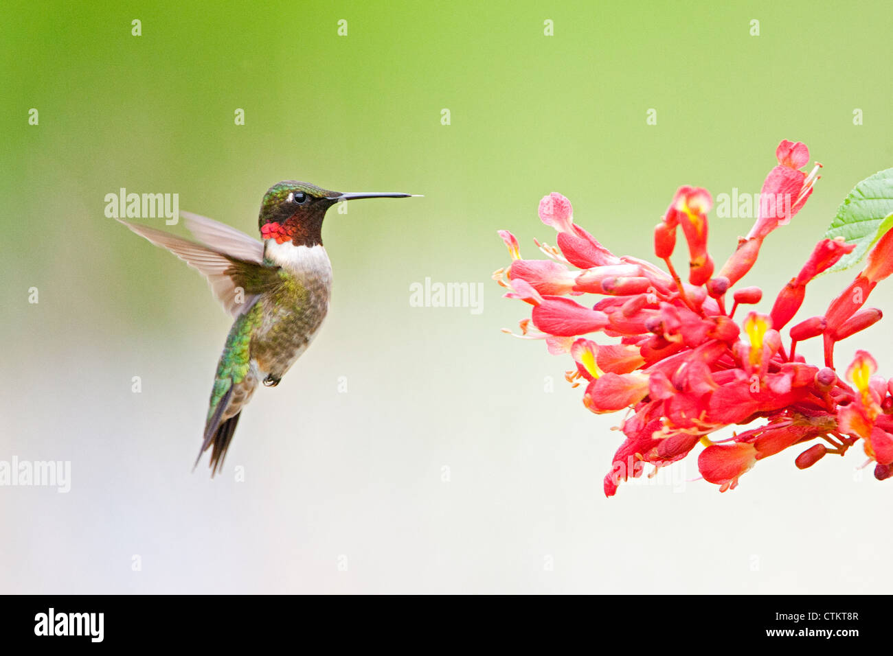Ruby-throated Hummingbird bird fluttering near Red Buckeye Tree Flowers blooms blossoms Stock Photo