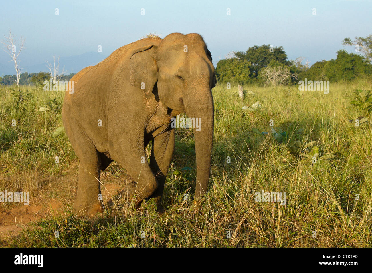 Asian elephant walking, Uda Walawe National Park, Sri Lanka Stock Photo