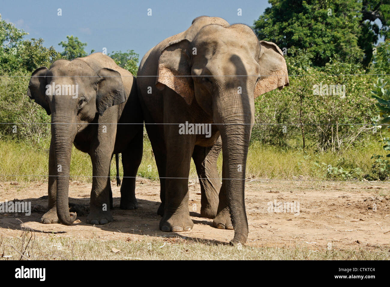 Asian elephants standing by electric fence, Uda Walawe National Park, Sri Lanka Stock Photo