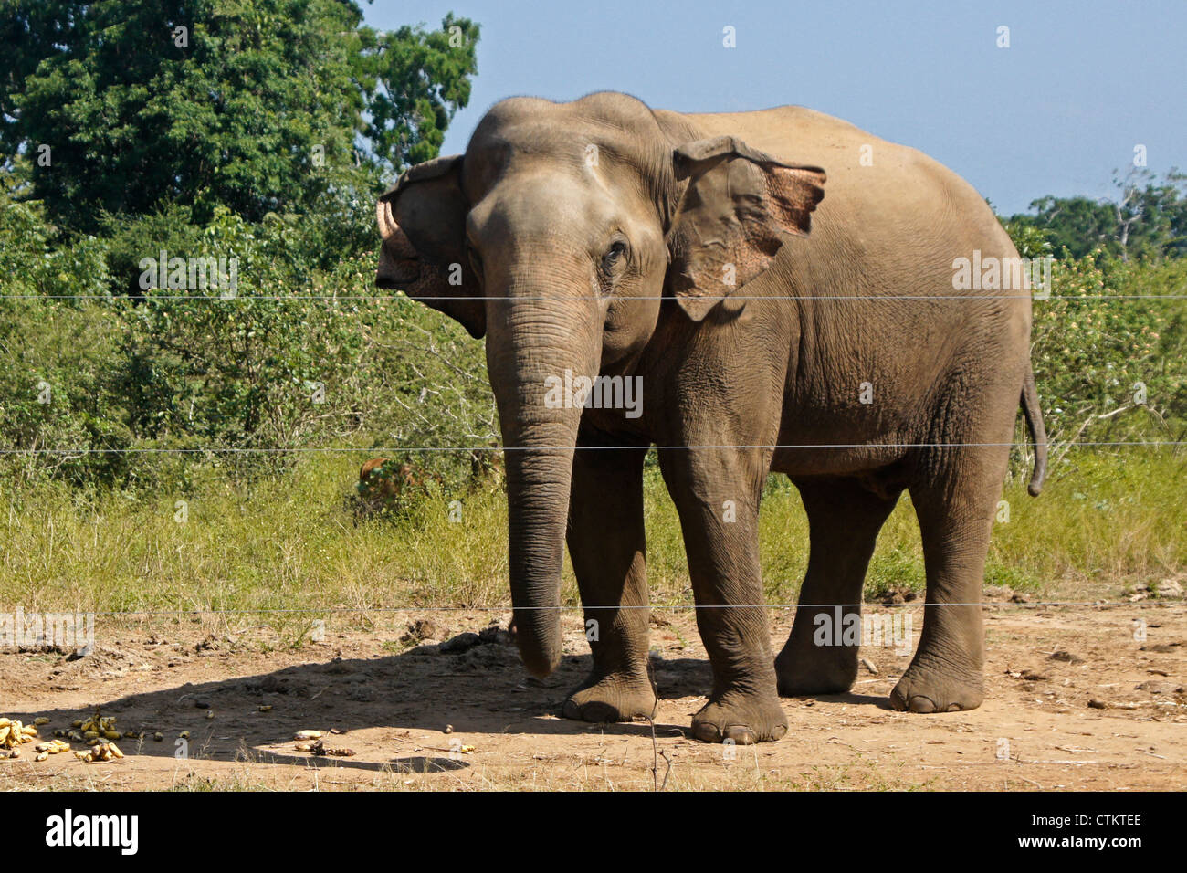Asian elephant standing by electric fence, Uda Walawe National Park, Sri Lanka Stock Photo
