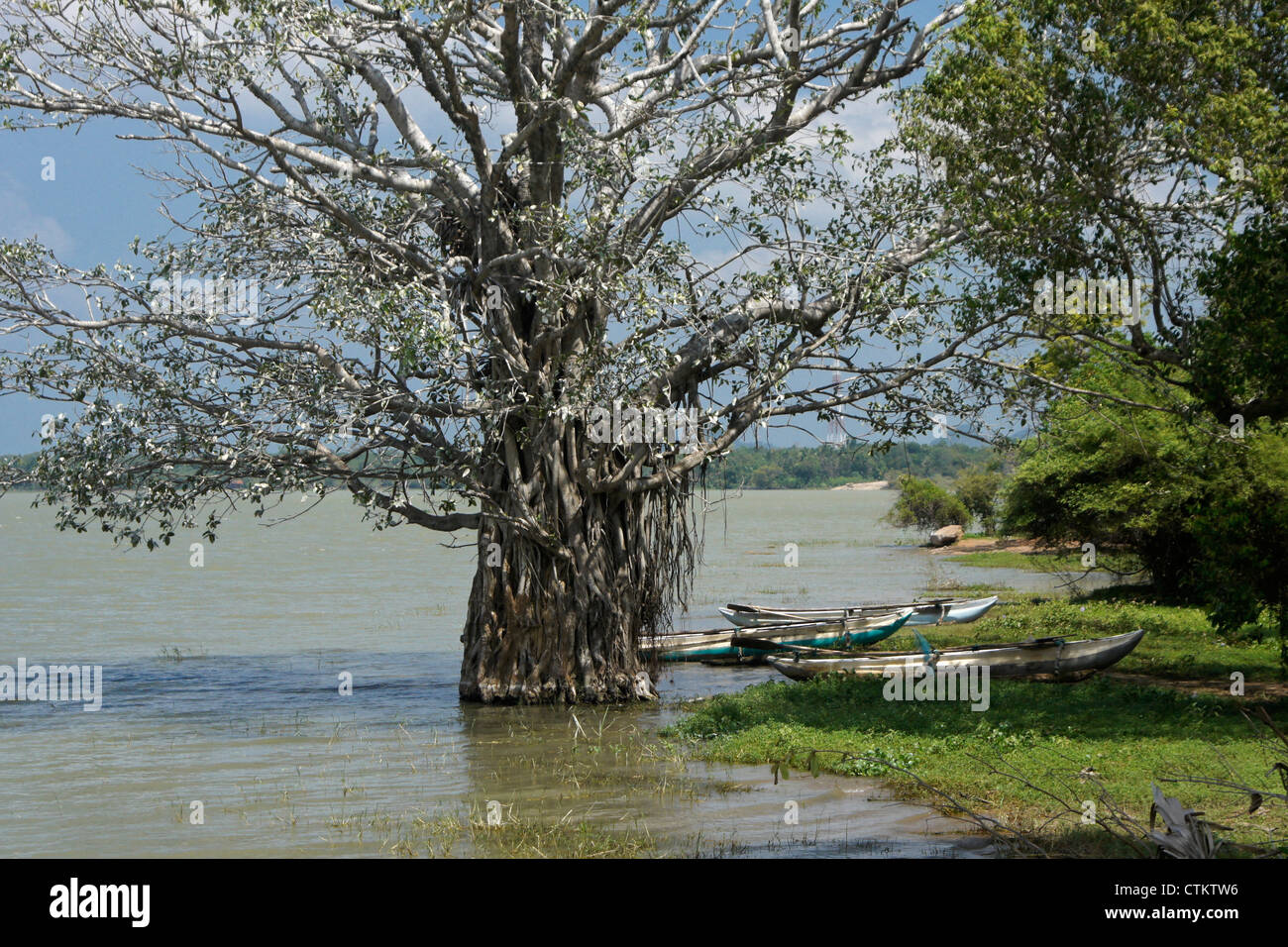Fishing Boats On Lake Shore Under Banyan Tree Sri Lanka Stock