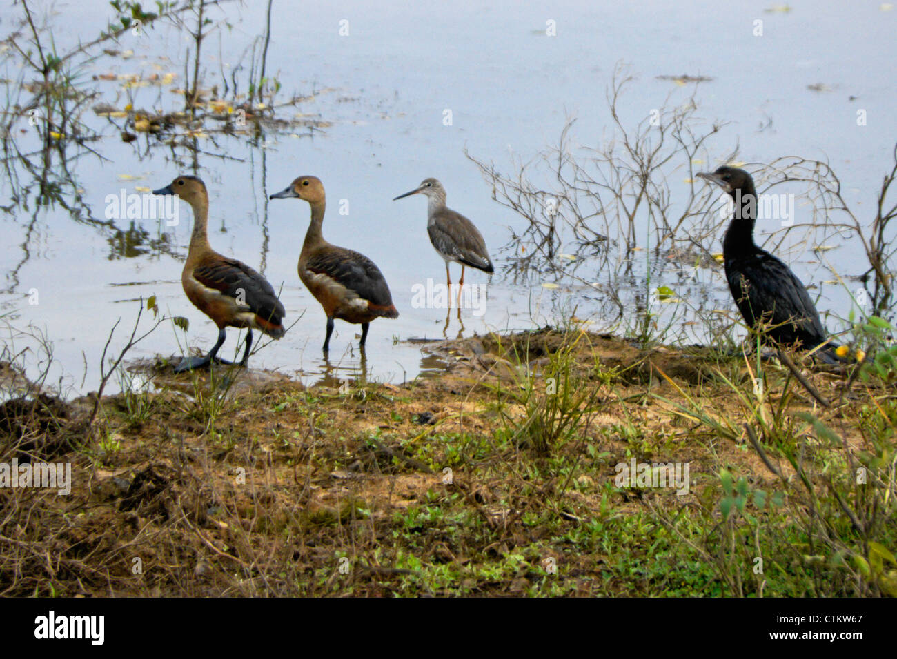 Waterfowl on lake shore, Yala National Park, Sri Lanka Stock Photo