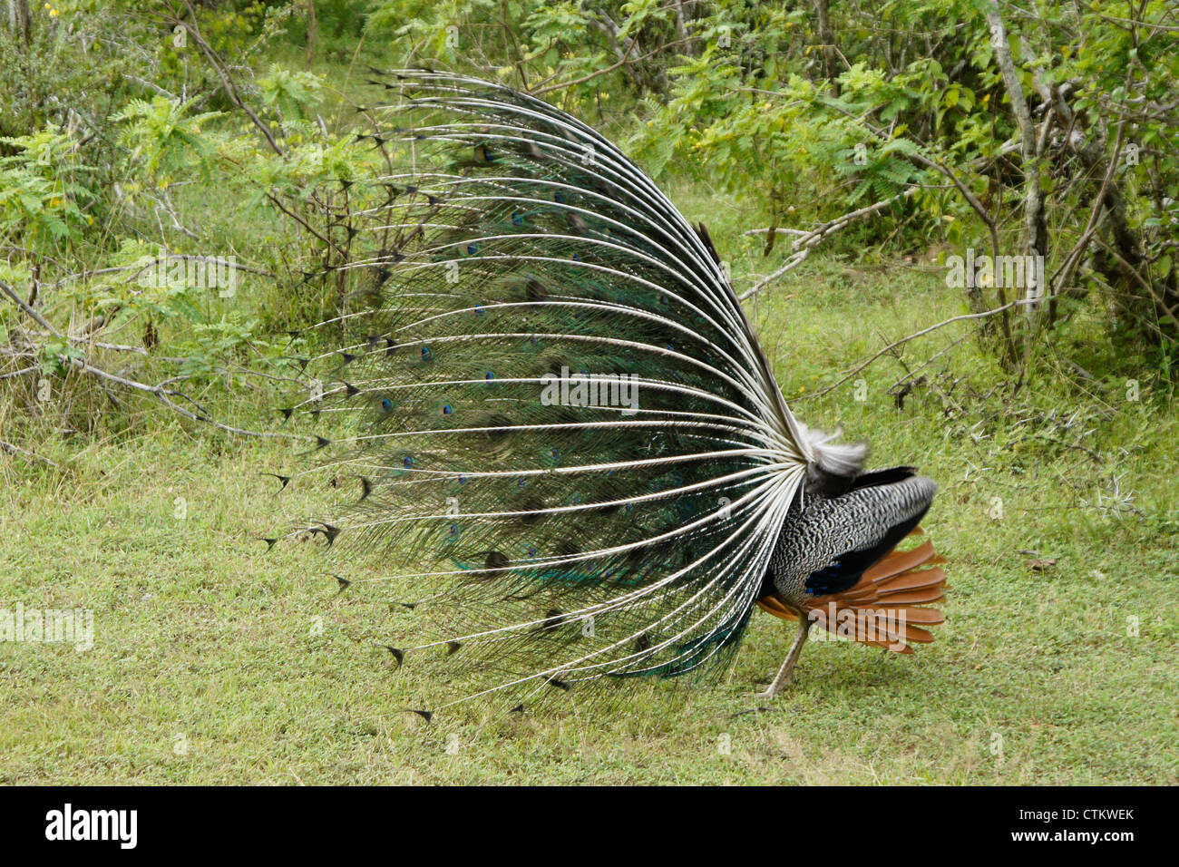 Male Indian Blue Peafowl Peacock Displaying Side View Yala National