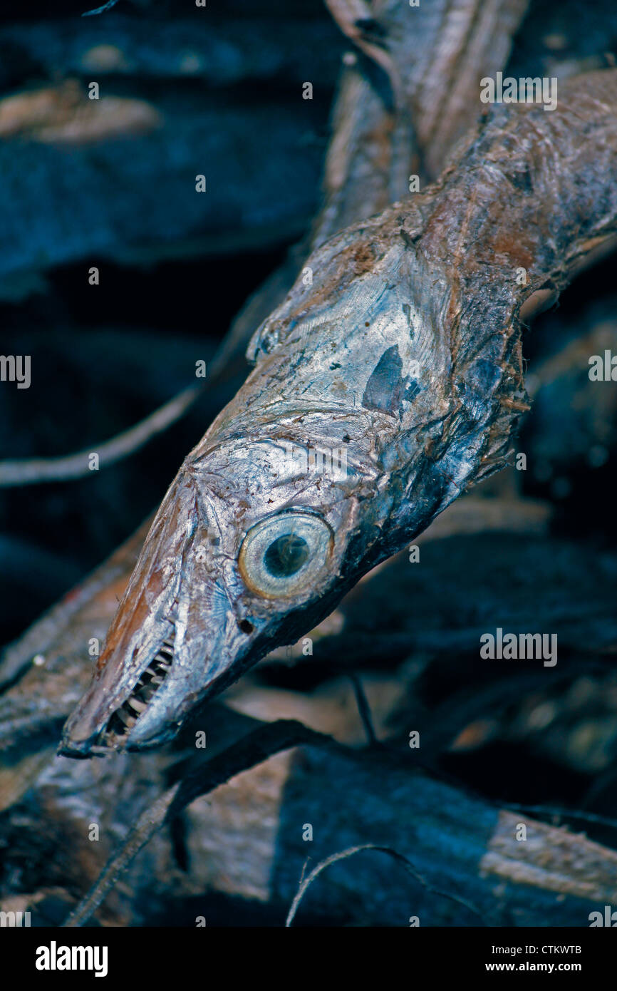 Dry fishes, Market, Miao, Arunachal Padesh, India Stock Photo