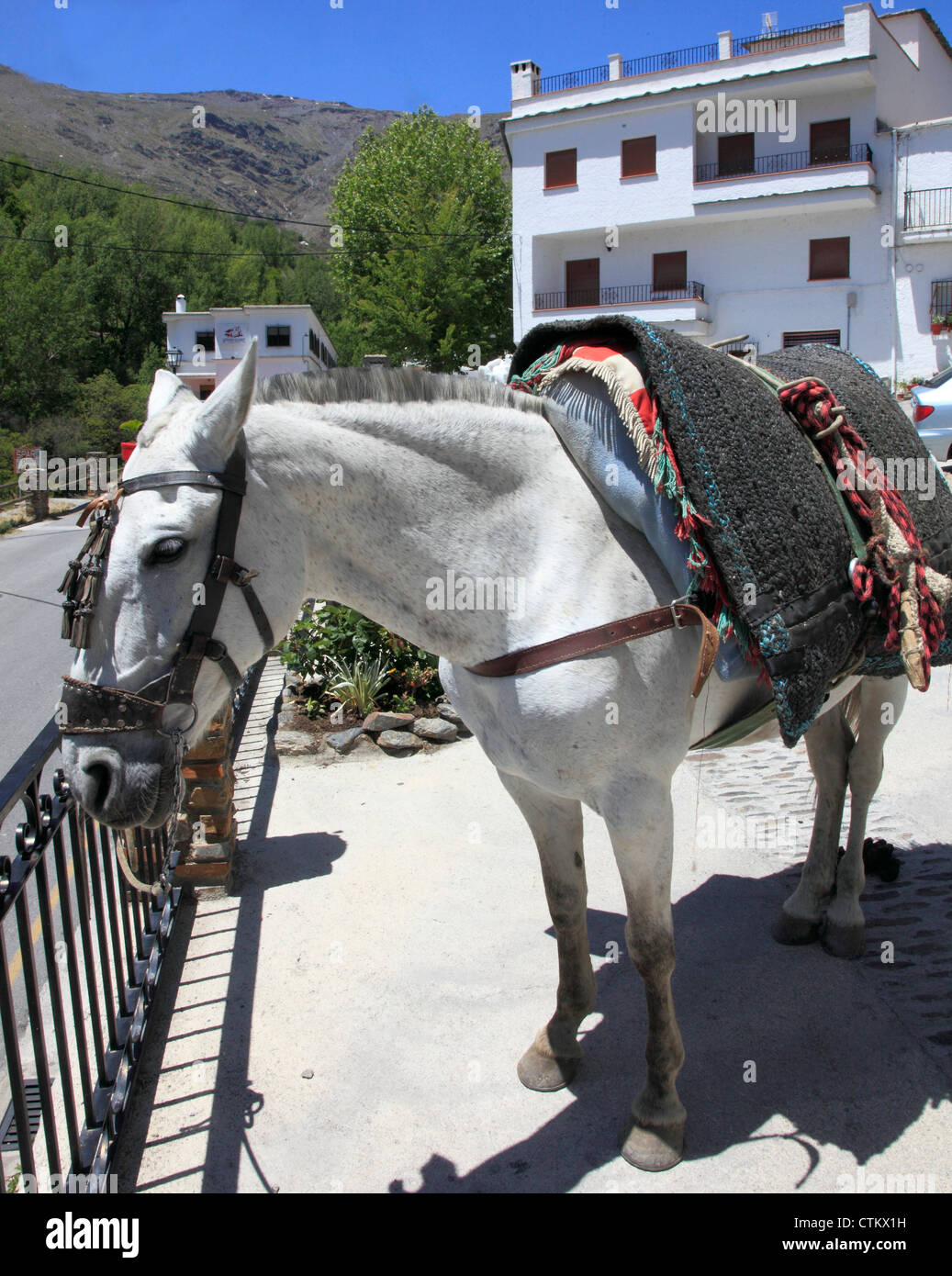 Spain, Andalusia, Las Alpujarras, Trevelez, horse, Stock Photo