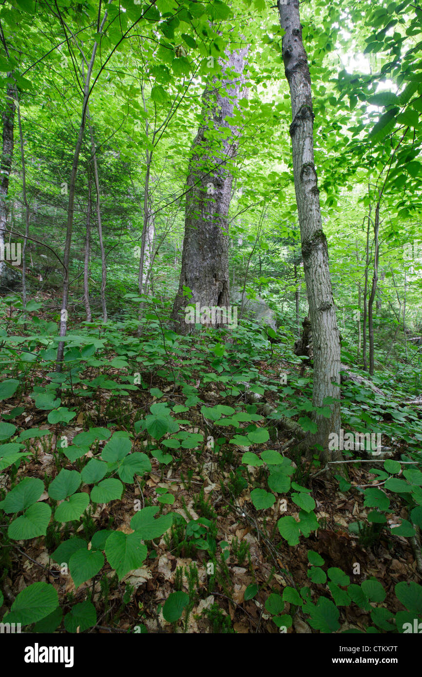 Kinsman Notch of the White Mountains, New Hampshire USA Stock Photo