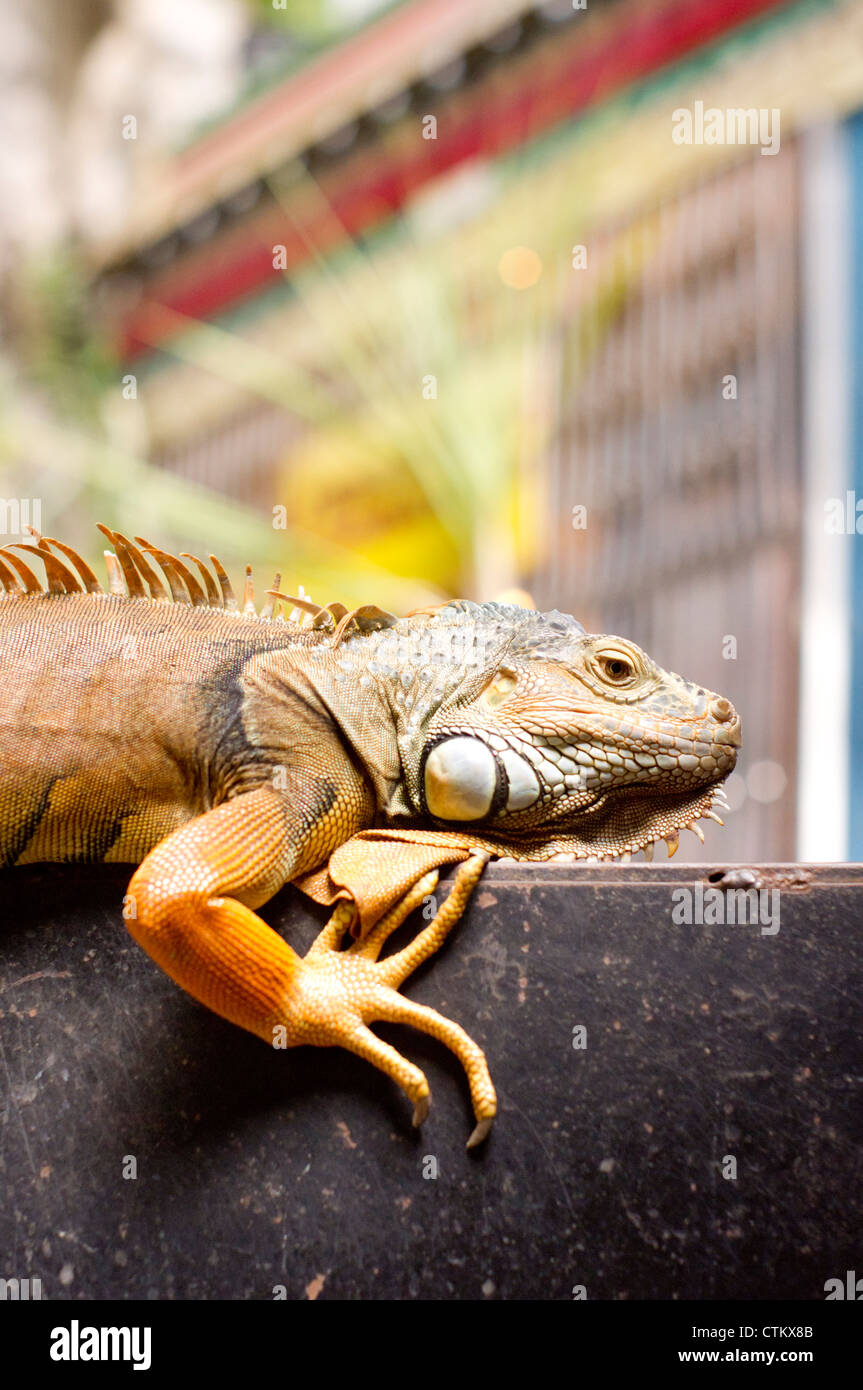close up of Iguana, exotic pet. Photo is taken at batu caves of malaysia. Stock Photo