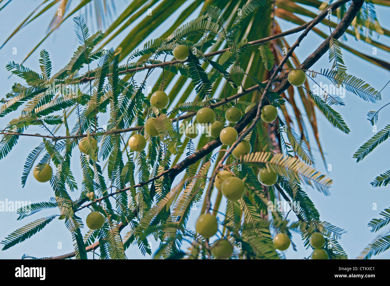 Amla, Emblica officinalis, Indian Gooseberries growing on tree, Ayurvedic medicine and herb fruits. Stock Photo