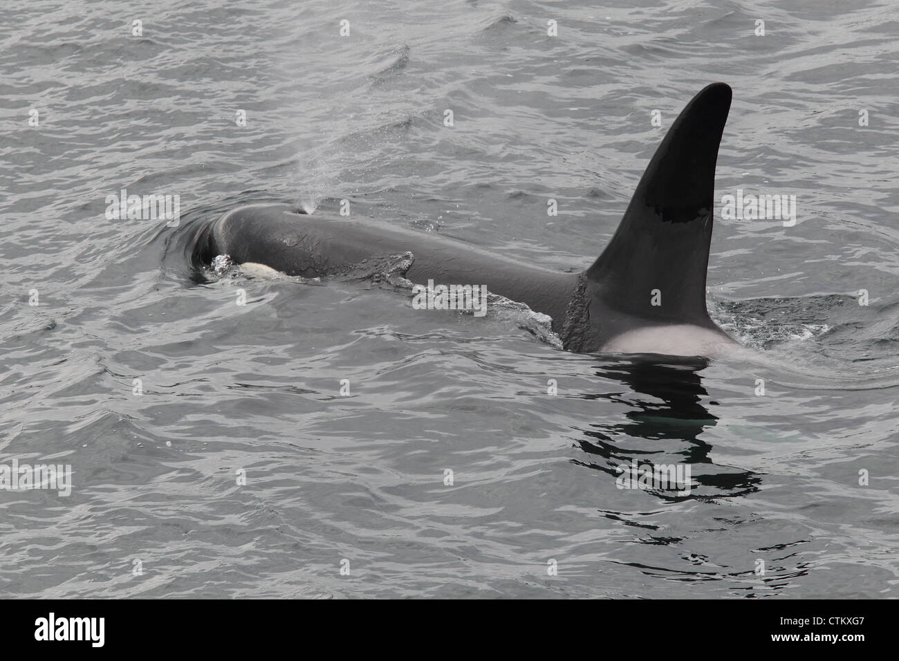 Killer Whale Orcinus orca, Braewick, Eshaness, Shetland, UK Stock Photo