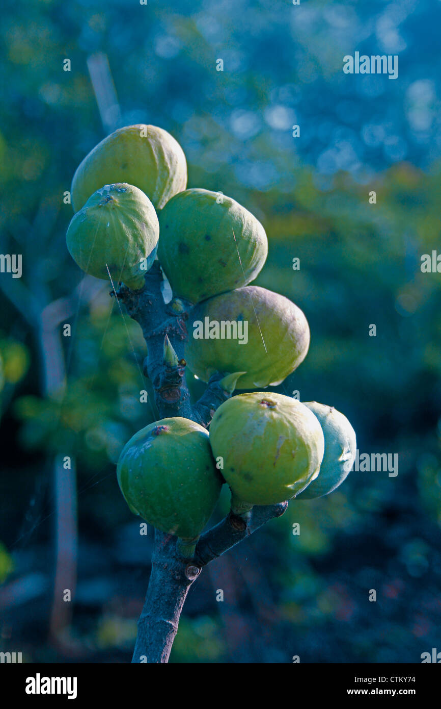 Fig Fruit, Ficus carica on tree, India Stock Photo Alamy