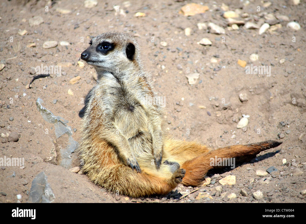 Meerkat or slender-tailed suricate sitting alert. Stock Photo