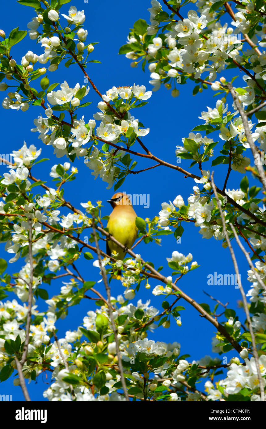 A Cedar Waxwing perched amongst the blossoms. Stock Photo