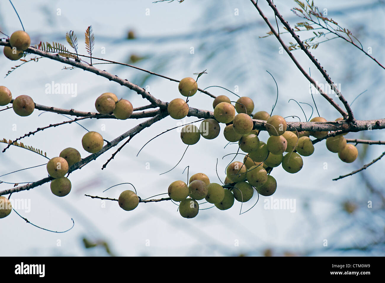 Amla, Emblica officinalis, Indian Gooseberries growing on tree, Ayurvedic medicine and herb fruits. Stock Photo