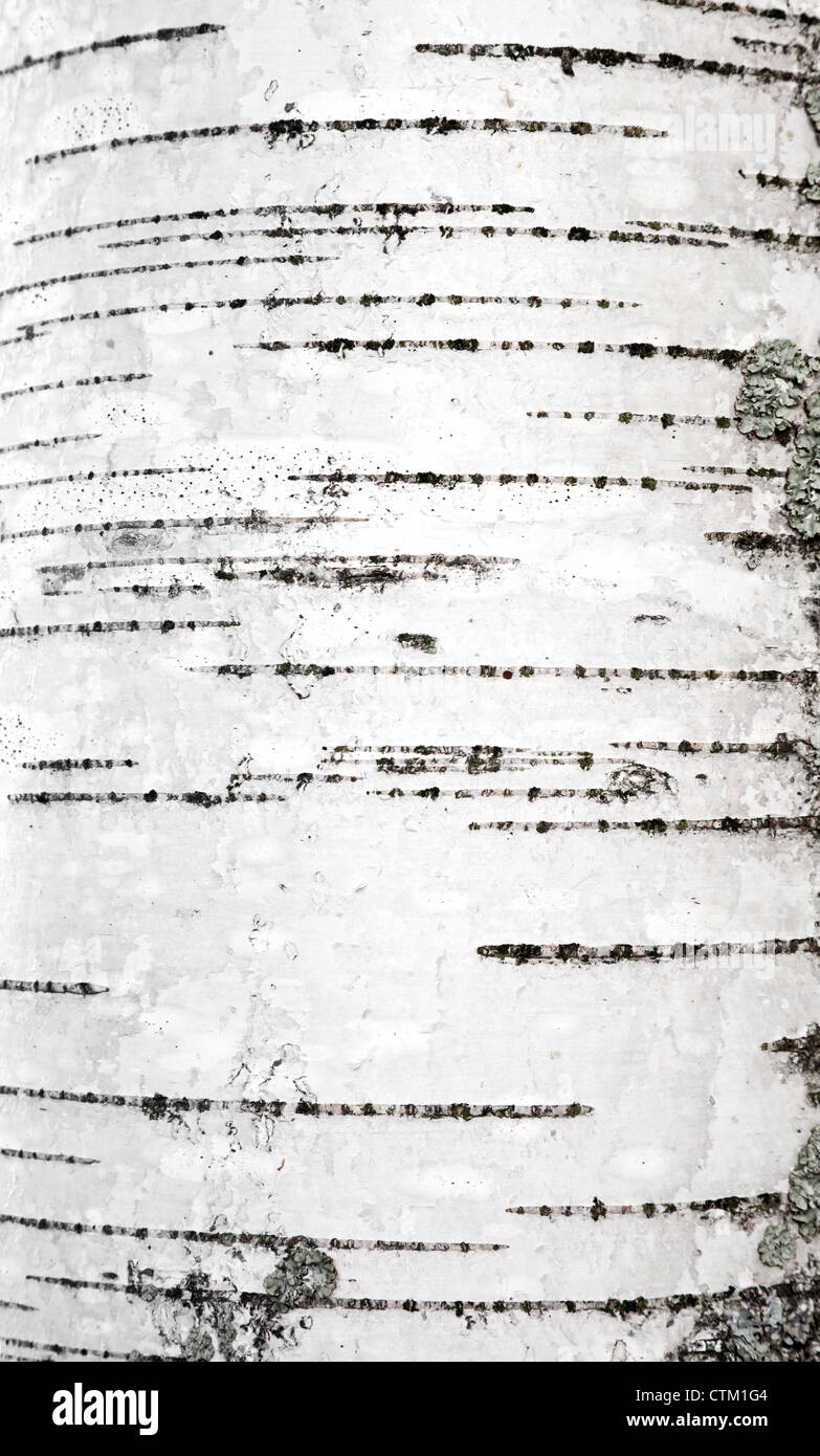 Birch bark closeup photo texture Stock Photo