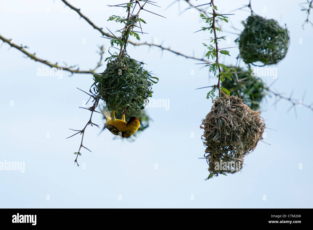 Black-headed Weavers building nests in the Mara Stock Photo