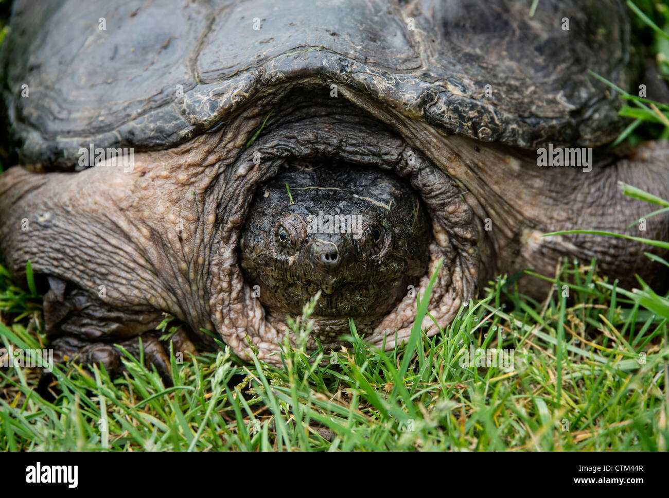 Large turtle Stock Photo