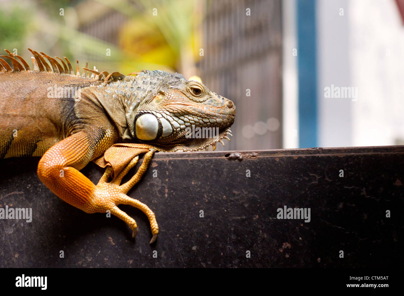 close up of Iguana, exotic pet. Photo is taken at batu caves of malaysia. Stock Photo