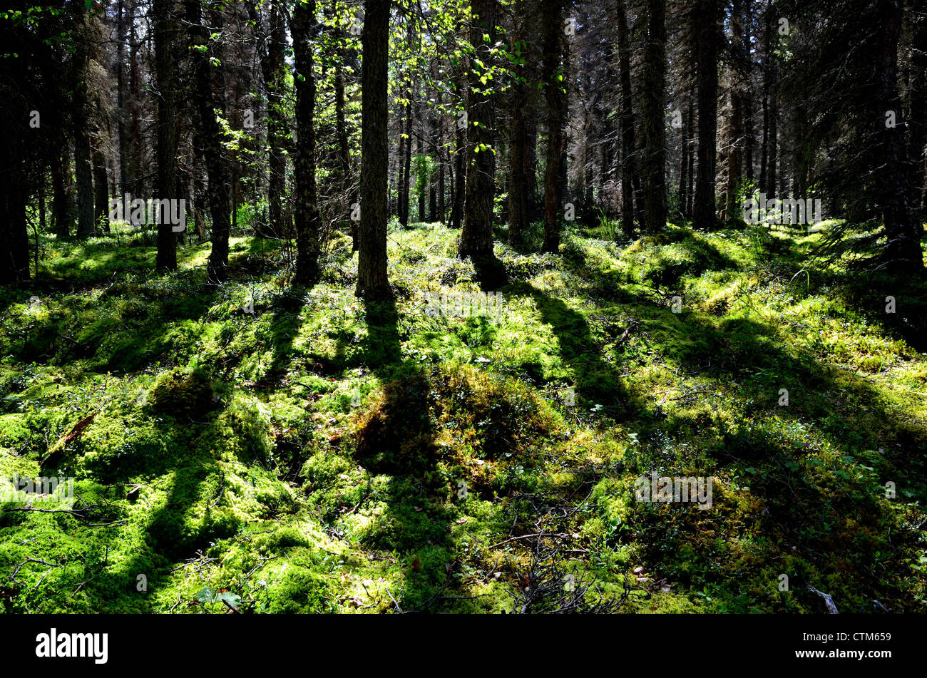 Shadow of trees fall on lush green moss in the forest. Katmai National Park and Preserve. Alaska, USA. Stock Photo