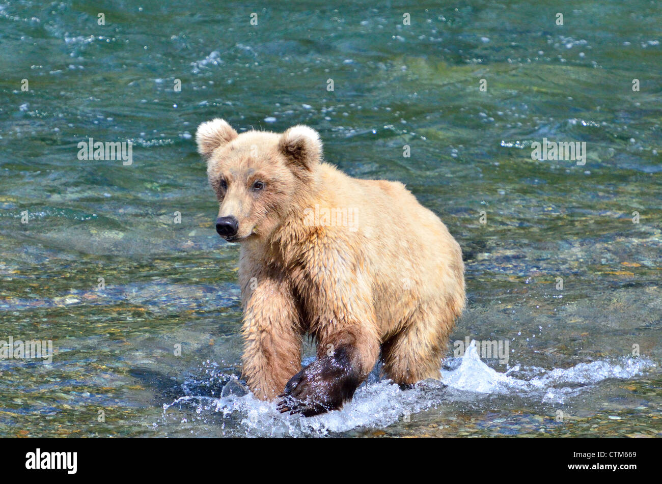 A young brown bear fishing in the Brooks River. Katmai National Park ...