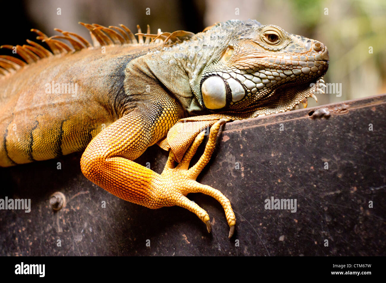 close up of Iguana, exotic pet. Photo is taken at batu caves of malaysia. Stock Photo