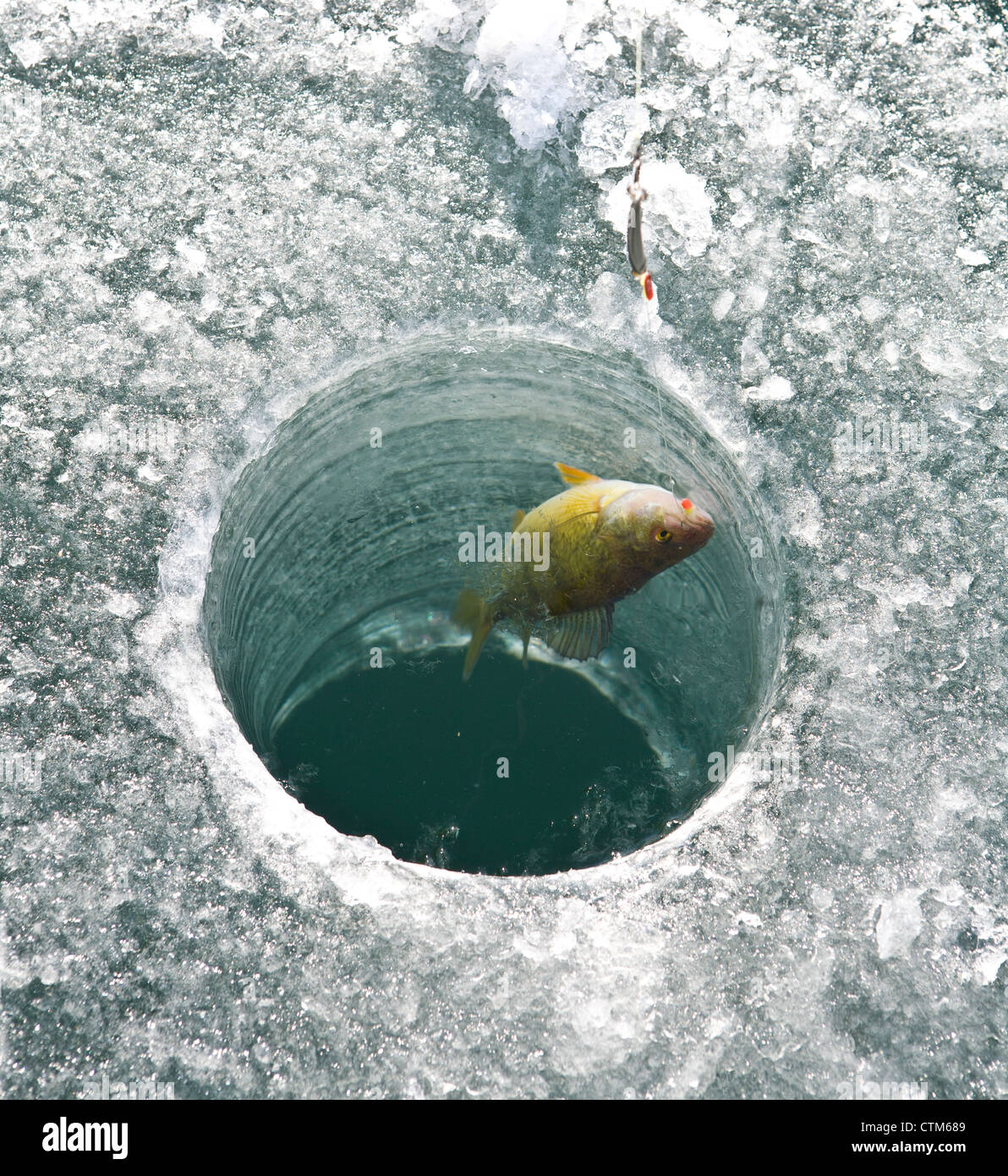 Just being pulled through the ice, a yellow perch (Perca flavescens) fell for a maggot and jig at Stock Photo