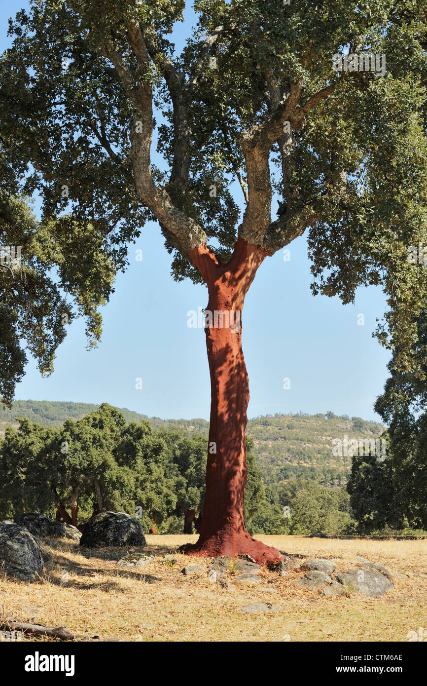 Cork Trees Quercus Suber Recently Stripped Of Their Bark; Torremenga De La Vera, Caceres
