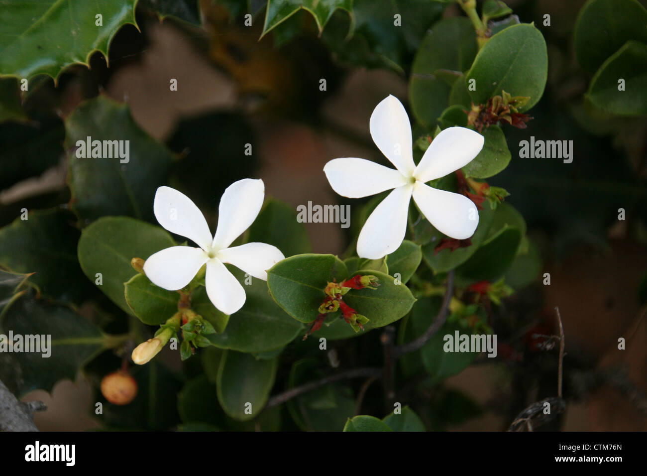 Two white blossoms on a flowering jasmine bush. Stock Photo