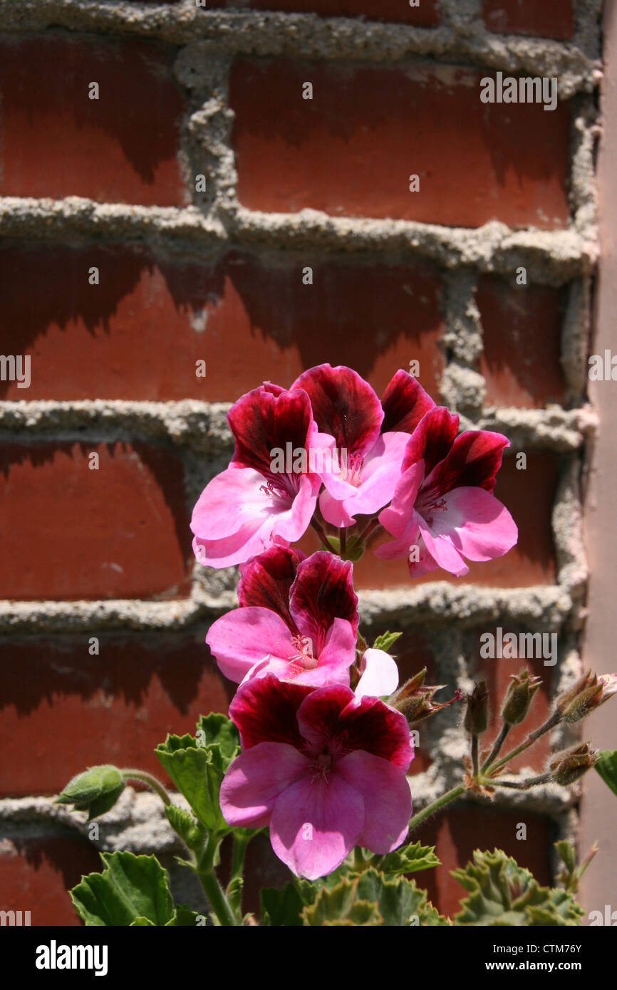 This picture shows a geranium with pink and deep red flowers. Stock Photo