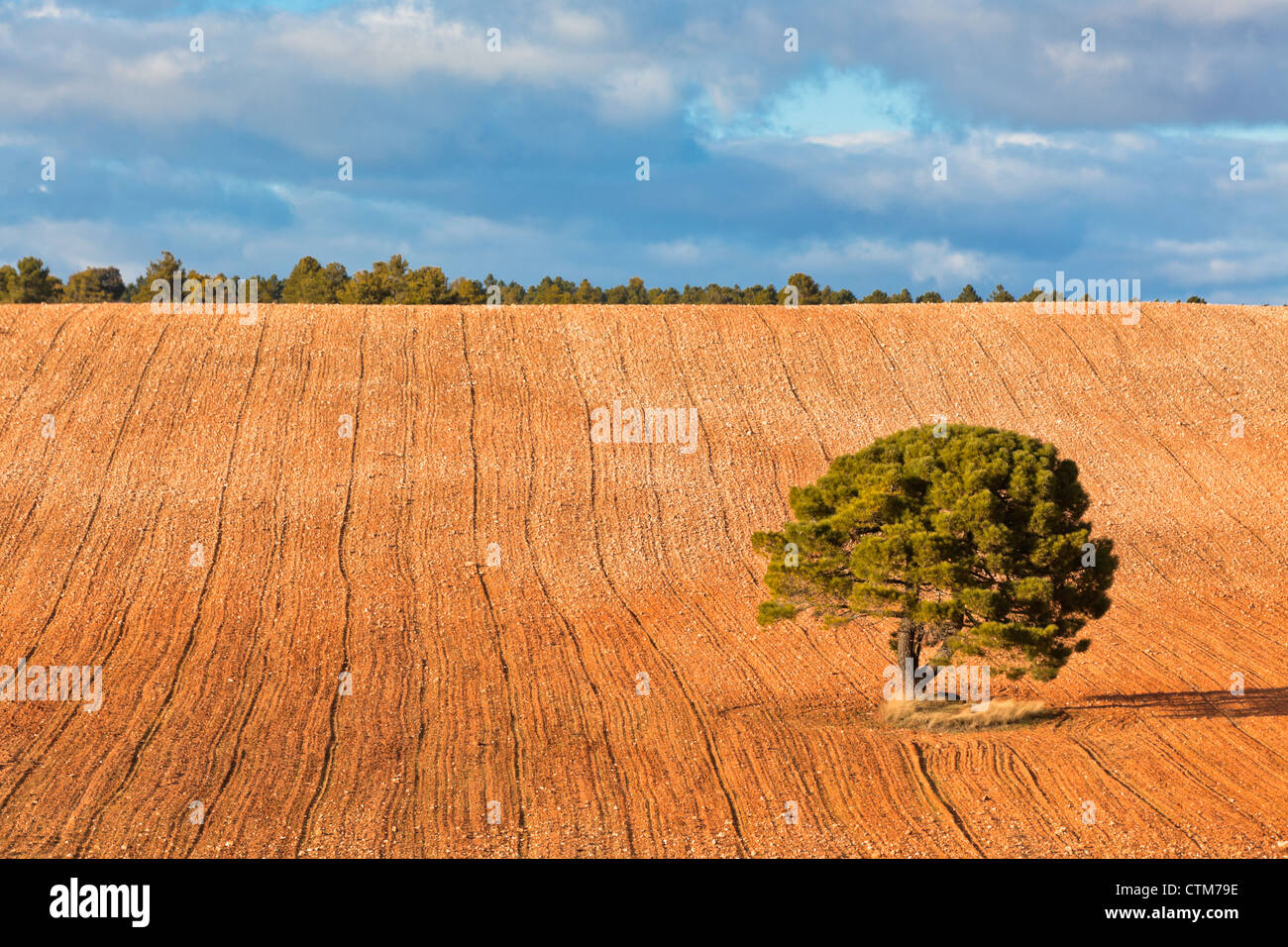 Lonely tree against blue sky with clouds and cultivated field Stock ...