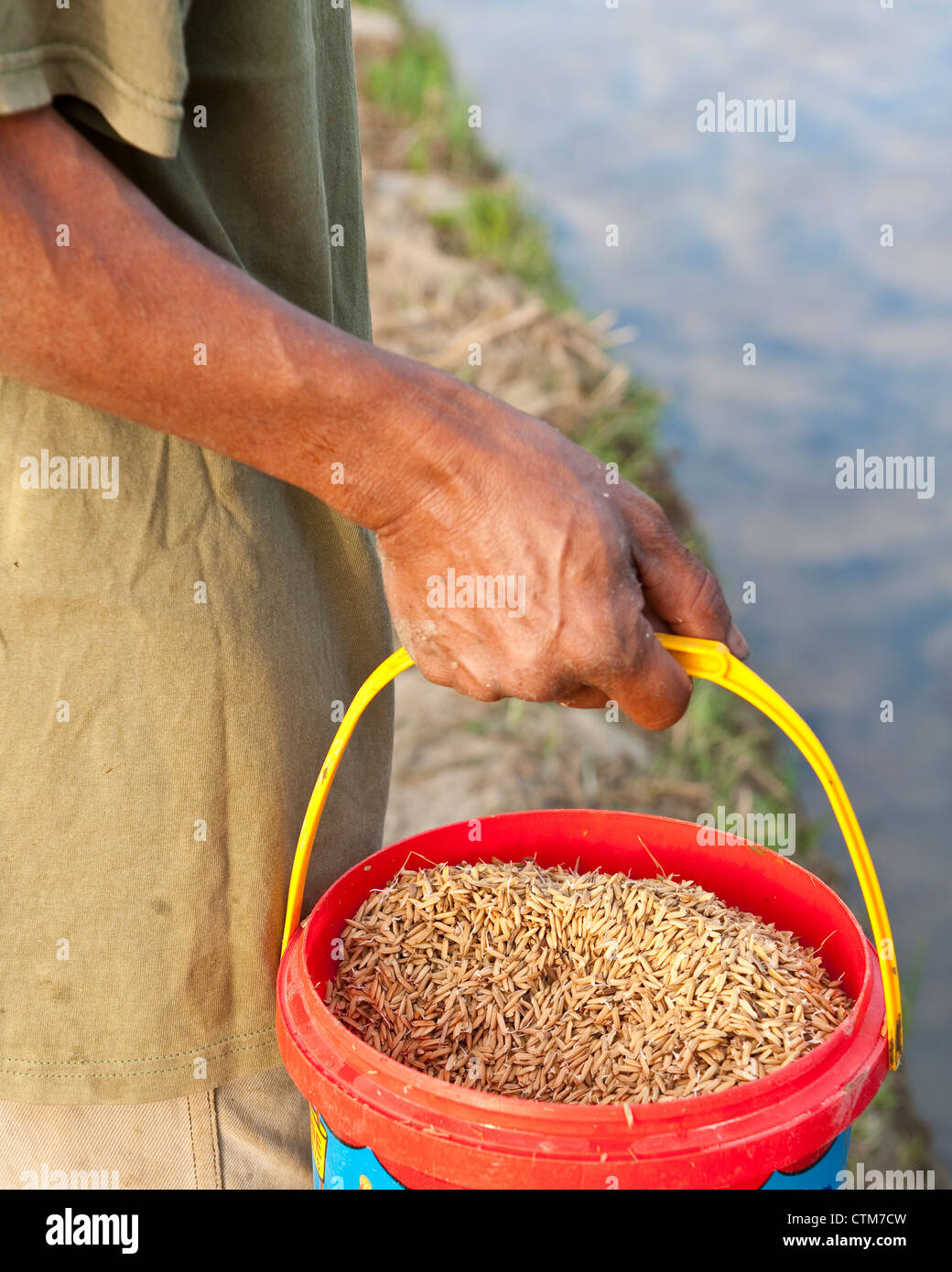 Rice seed, Philippines Stock Photo