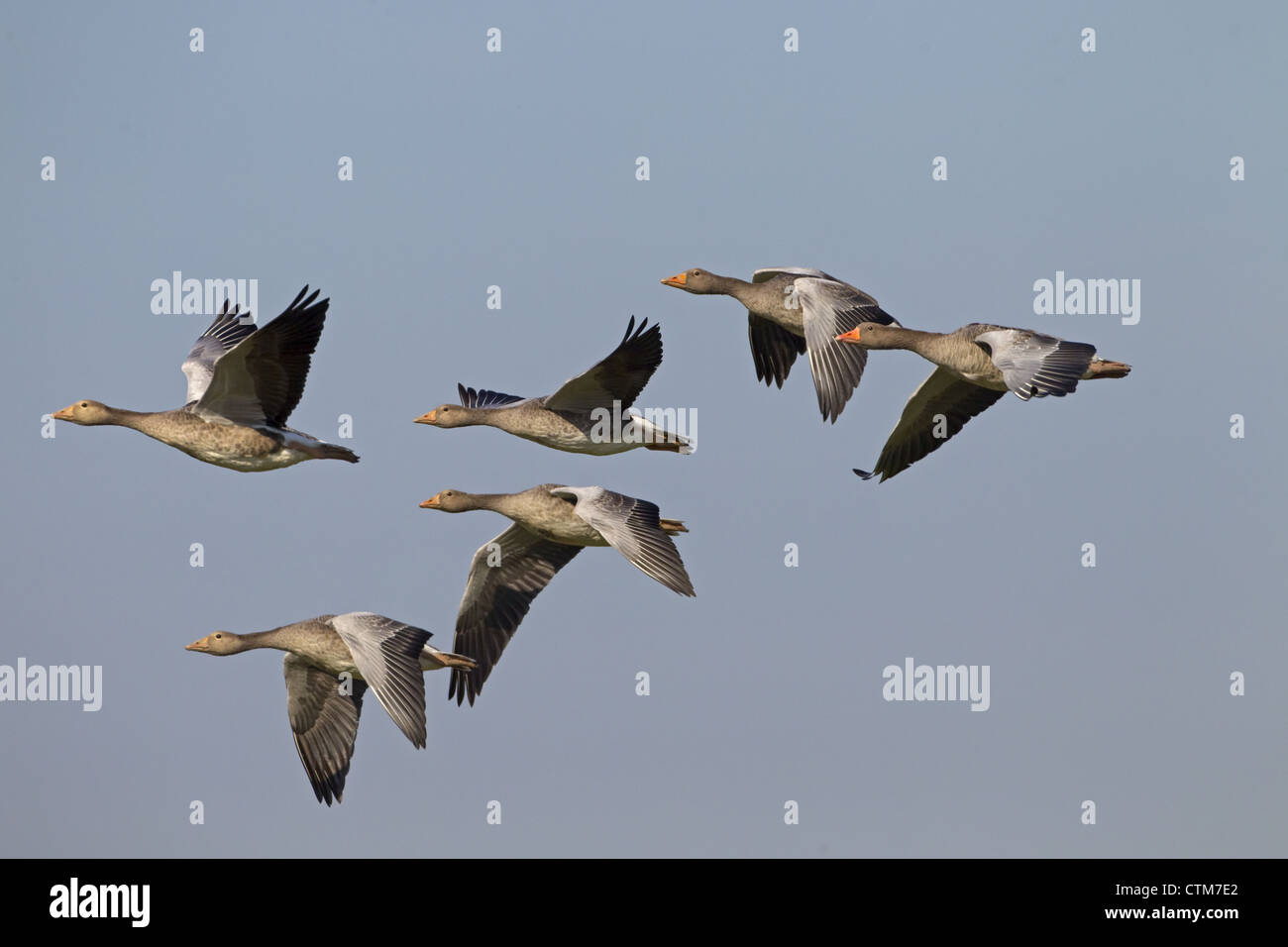 Greylag Goose Anser anser family flock in flight Stock Photo