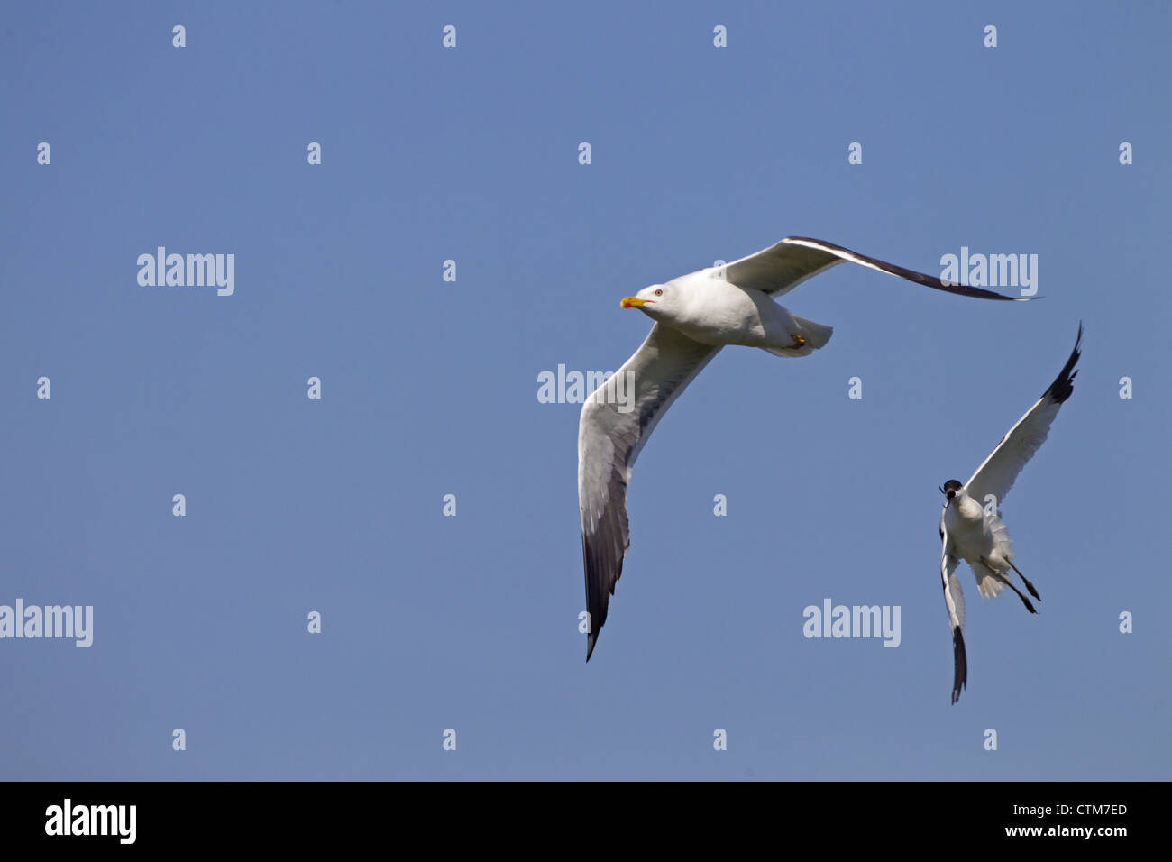 Lesser Black-backed Gull Larus fuscus being chased by Avocet Stock Photo