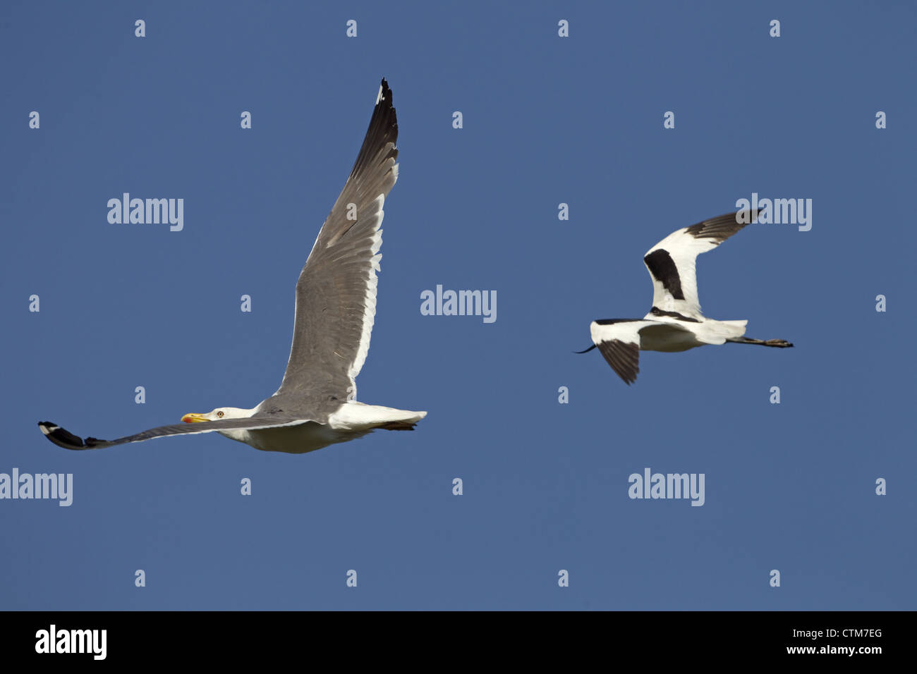 Lesser Black-backed Gull Larus fuscus being chased by Avocet Stock Photo