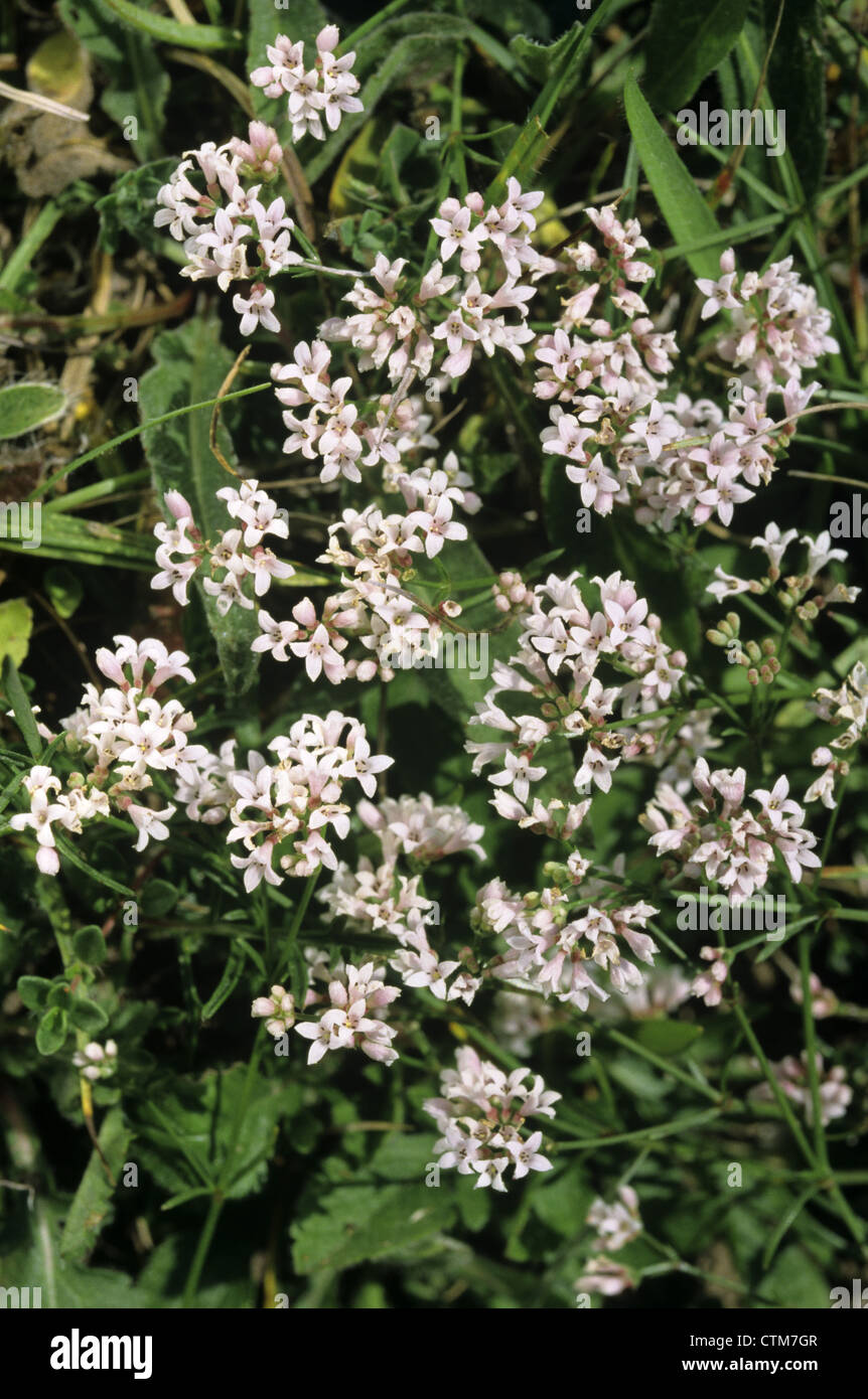 SQUINANCYWORT Asperula cynanchica (Rubiaceae) Stock Photo