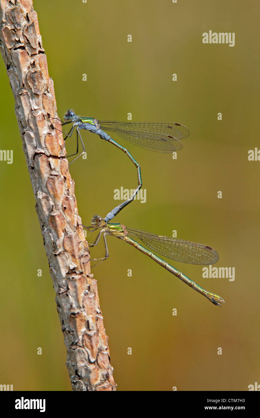 Pair of Emerald Damselflies resting in the tandem position Stock Photo ...