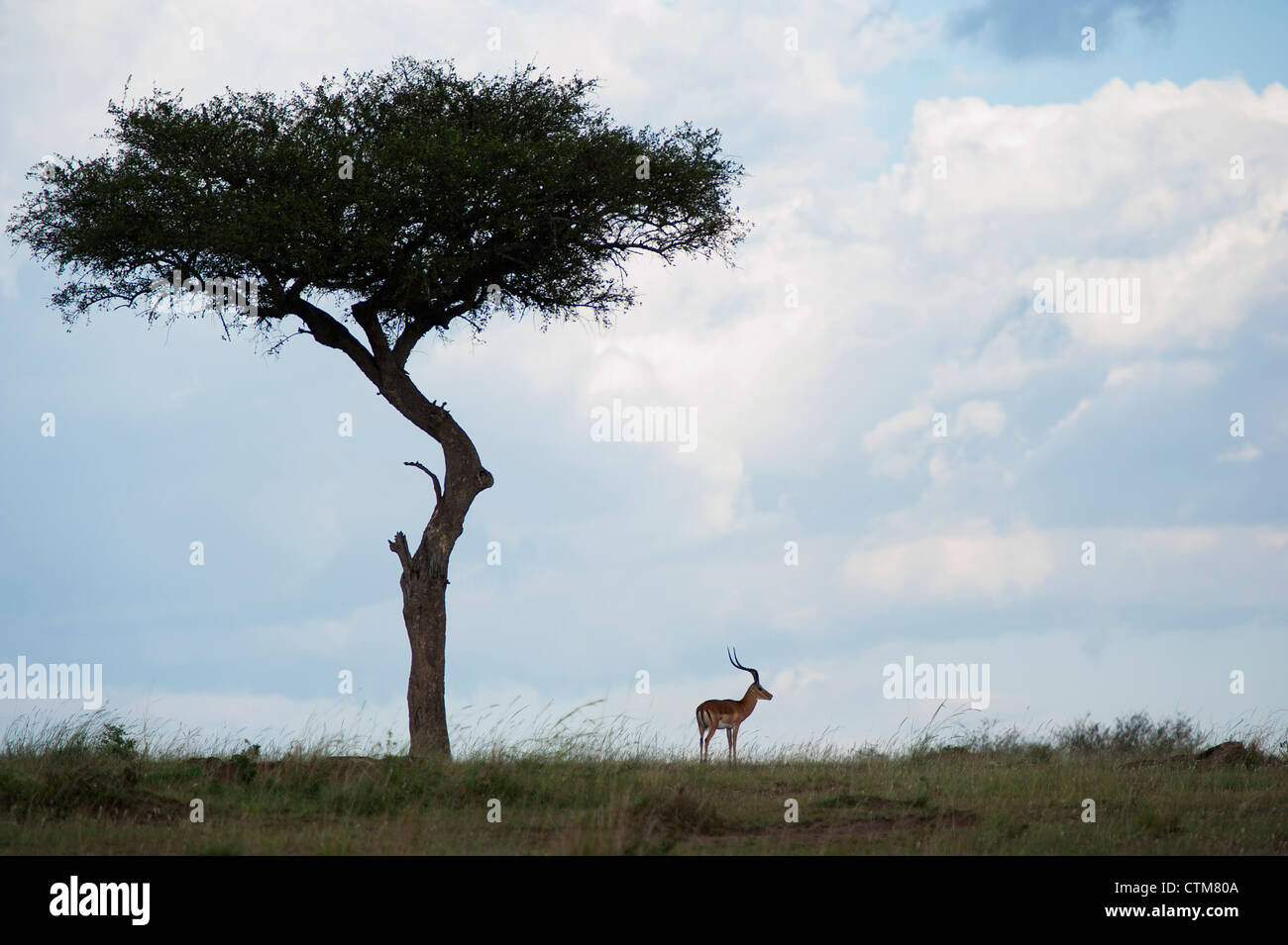 Gazelle On Tree High Resolution Stock Photography and Images - Alamy