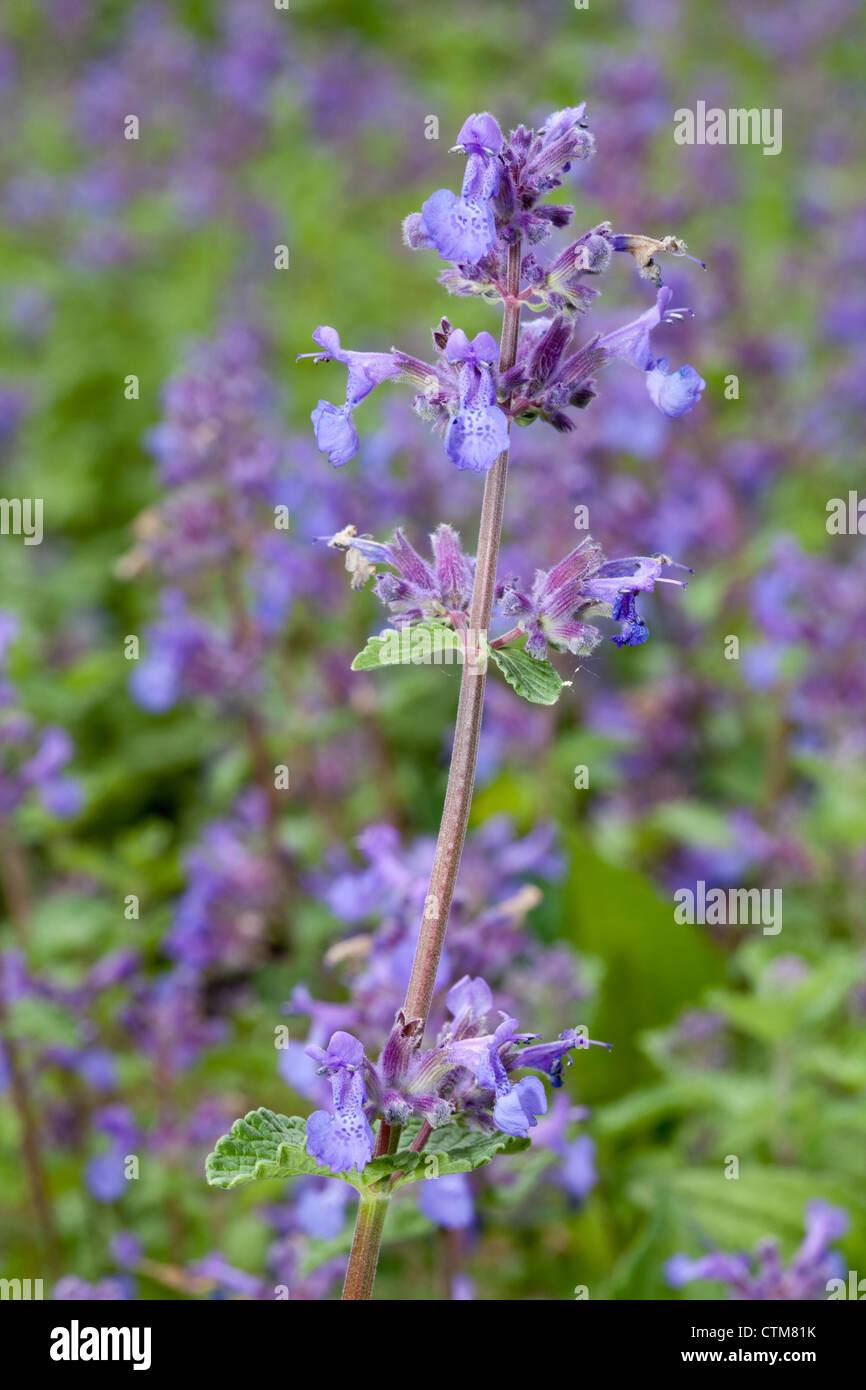 Catnip, catmint, Nepeta faassenii, six hill´s giant, Limiaceae Stock Photo  - Alamy