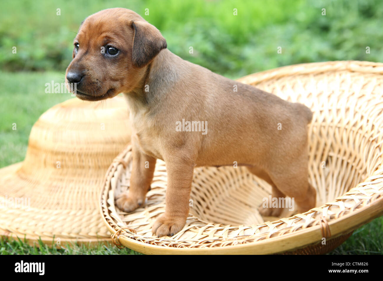 The Miniature Pinscher puppy, 1 months old Stock Photo