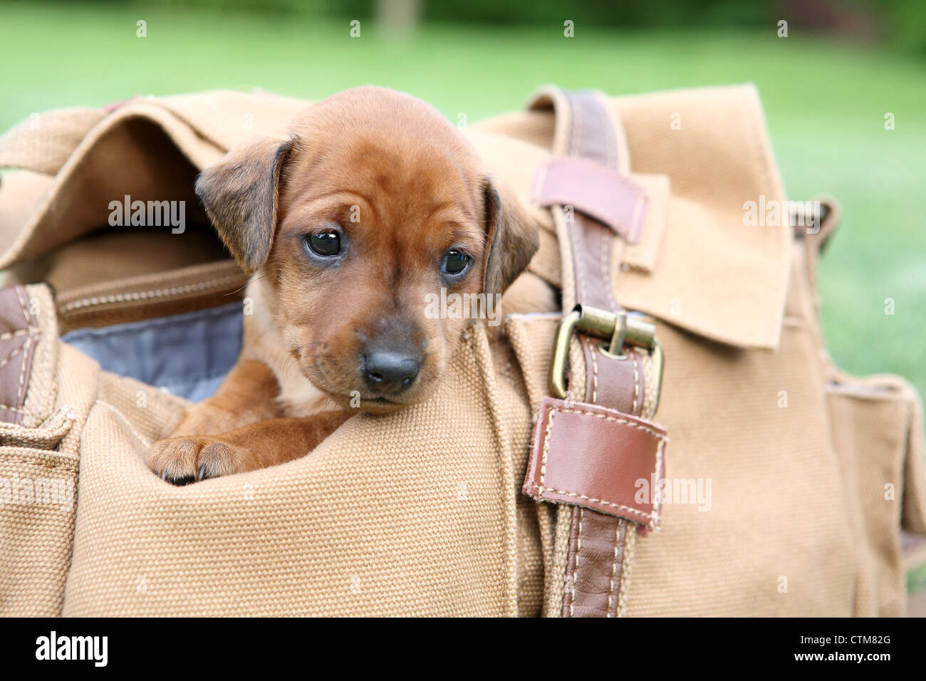 The Miniature Pinscher puppy, 1 months old Stock Photo