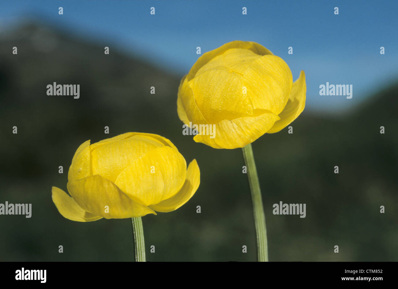 GLOBEFLOWER Trollius europaeus (Ranunculaceae) Stock Photo