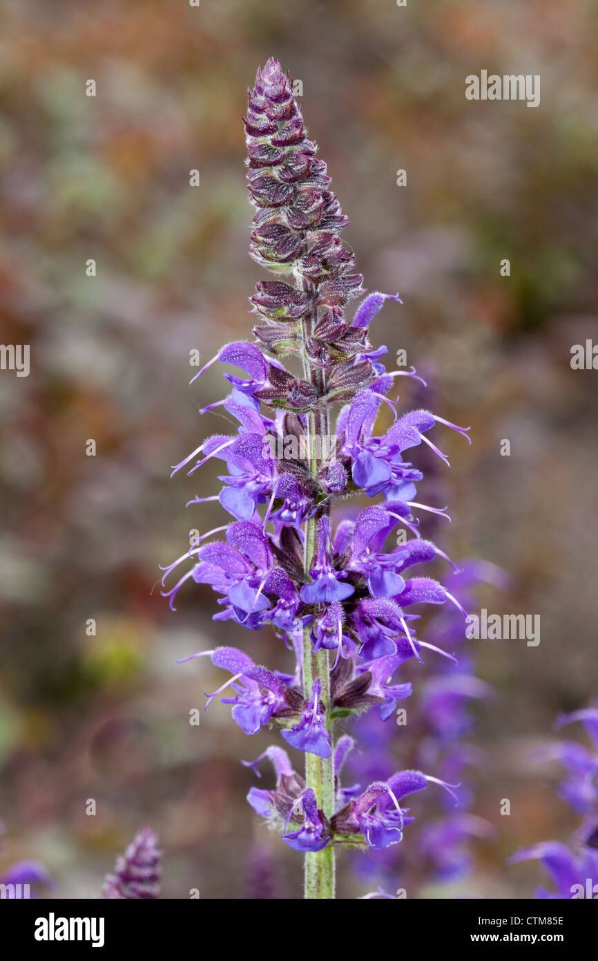 Woodland sage, Ziersalbei, Salvia nemorosa, Mainacht, Lamiaceae Stock