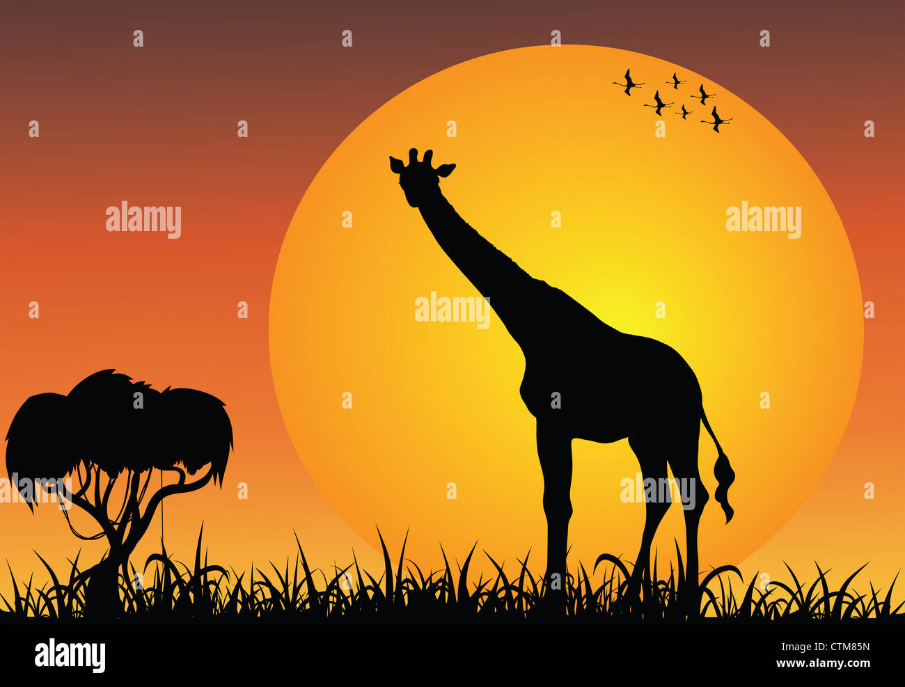 Giraffe in the african savanna at the sunrise Stock Photo - Alamy